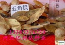 山東聊城哪兒能買到五角楓種子--河北滄州_農副產品_世界工廠網