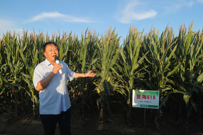 中國5株玉米2株是登海育 登海種業(yè)成農(nóng)民致富靠山