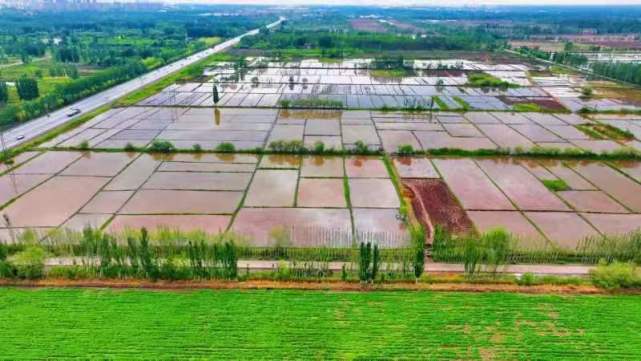 鹽堿稻浪映鵬城，科技番茄上餐桌 深圳種業(yè)力量護(hù)航國家糧食安全